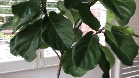 Fiddle Leaf Fig Tree Plant Food for Ficus Lyrata Review, It's working for me!