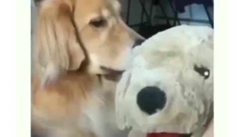 Funny dog