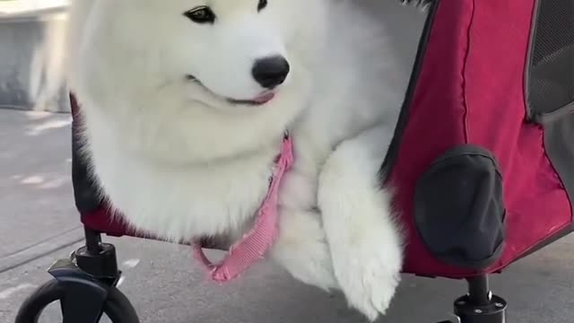Answering baby Snowie's questions 😊