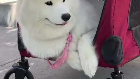 Answering baby Snowie's questions 😊