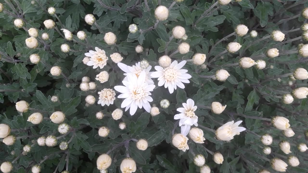 White chrysanthemum as it is