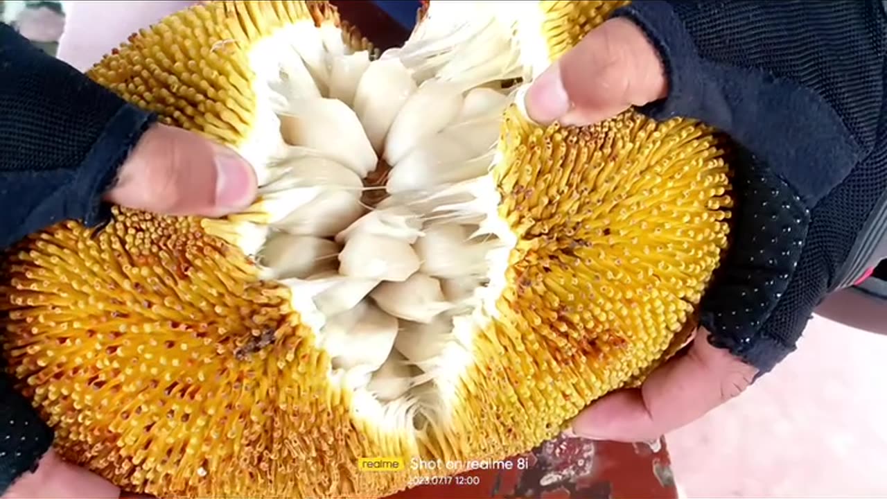 Marang Fruit