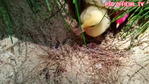 Chicks