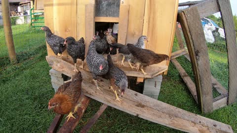 Morning release of the backyard chickens