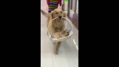 Dog funny videos #shorts