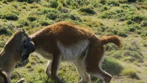 Animal fight . Tiger eating goat