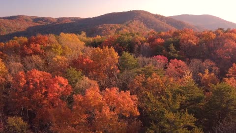 Trees with lo-fi music