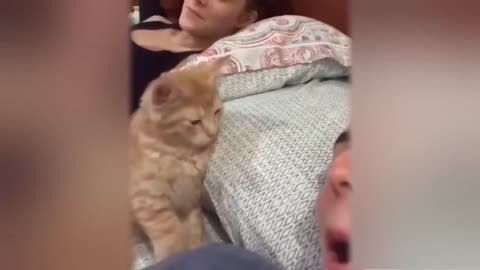 Funniest Dogs And Cats Videos 😅 - Best Funny Animals Videos 2023😇 #4