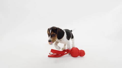 Puppy Running Off And Leaving His Toys Behind