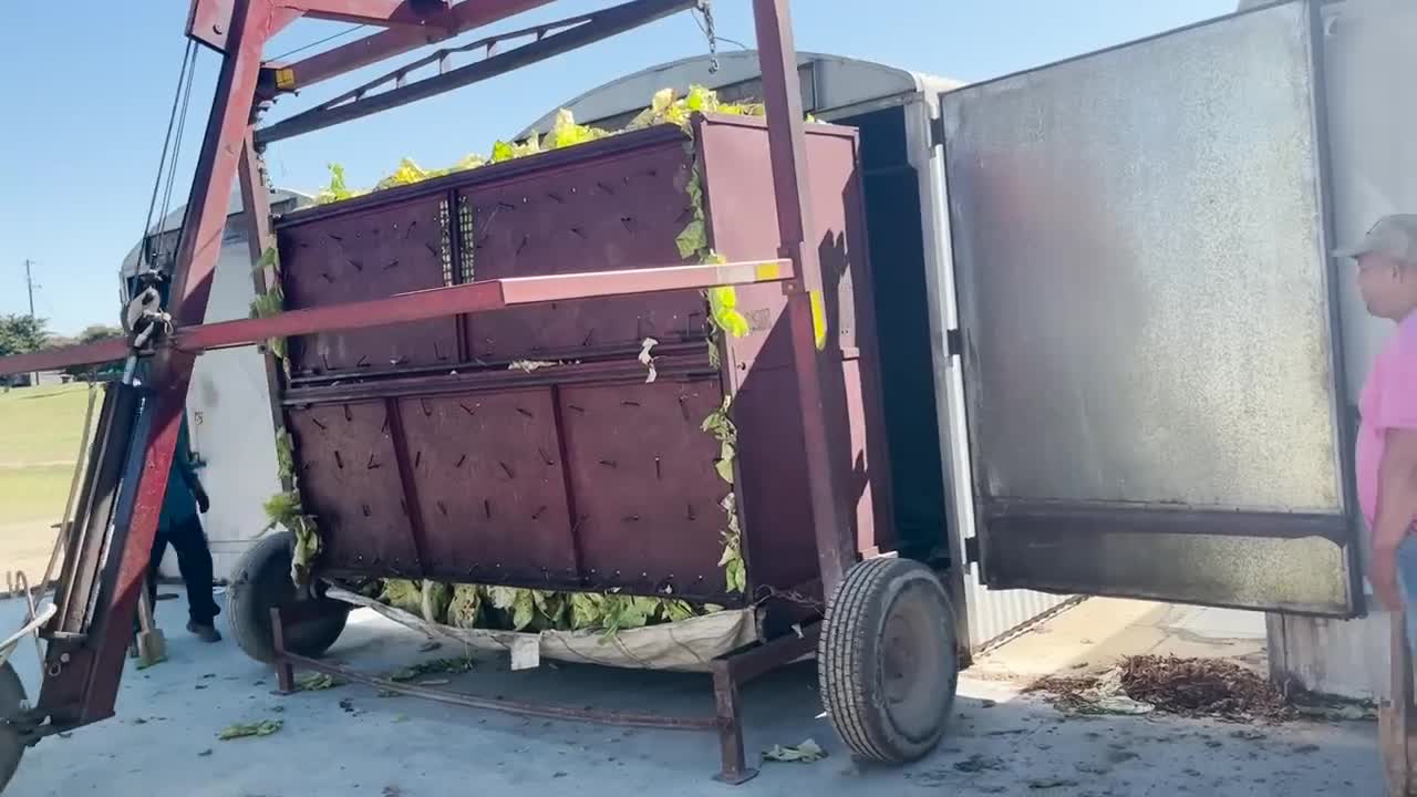 It's harvest season for Tobacco, Cotton and Peanuts in Northampton and Halifax Counties!