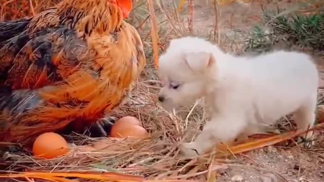 Puppies love cute chicken