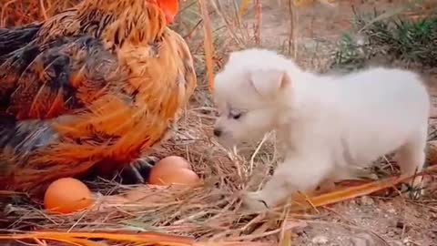 Puppies love cute chicken