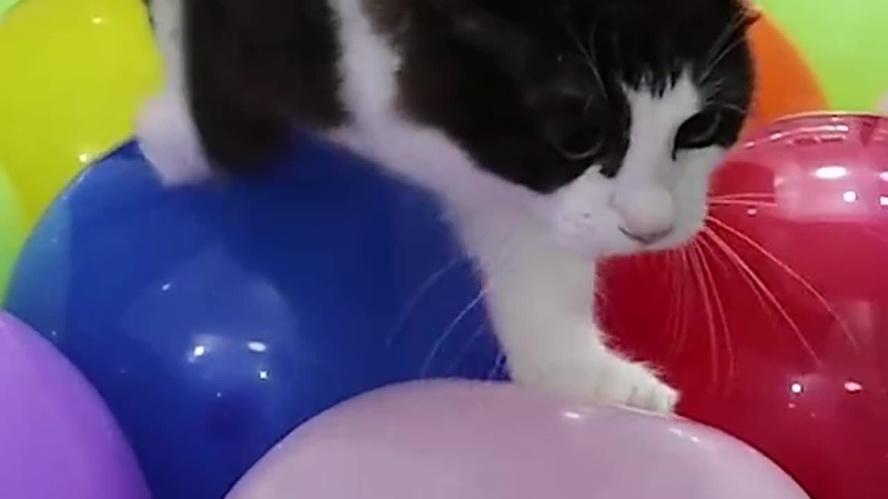 Cat On Baloon