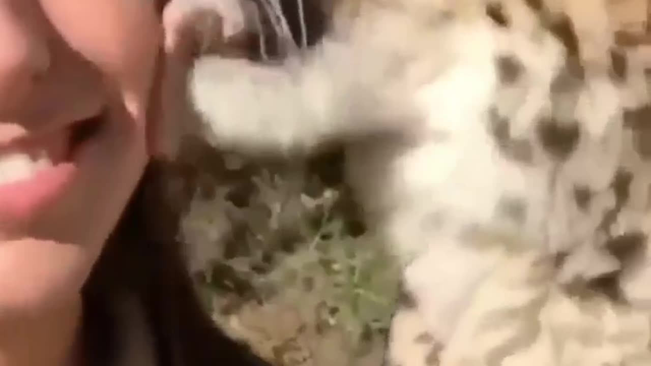 Bonding between HUman and Cheetah