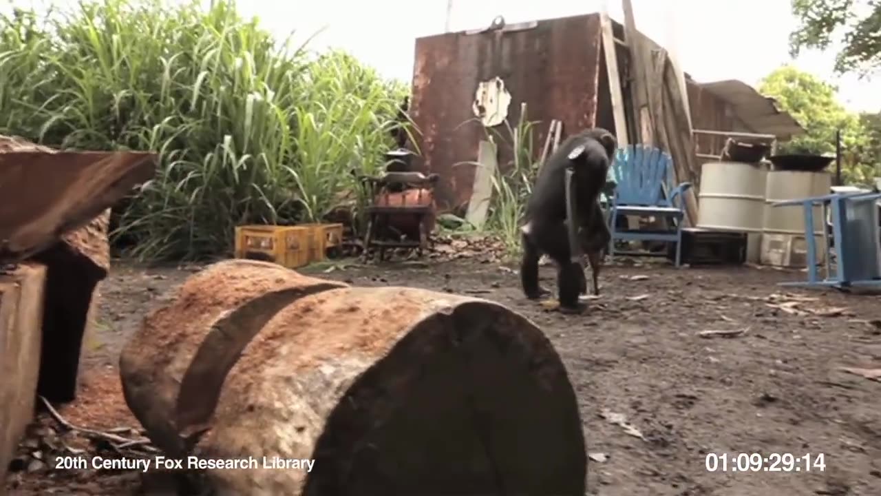 RISE OF THE PLANET OF THE APES | Viral Video: Ape With AK-47