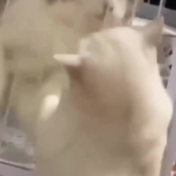 Love Barrier Cage 😿 | Try Not Laugh