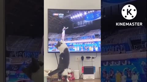 funny cats 🐱😂try not to laugh