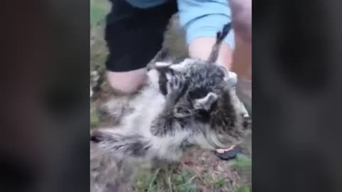 Raccoon Scream