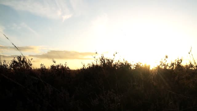 sunset Wow