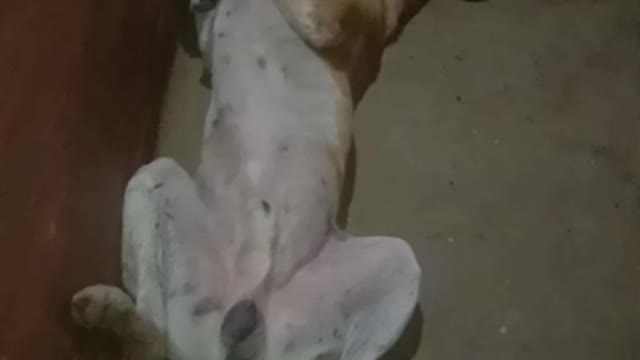 Cute dog dance, and deshi dog sleeping possition.