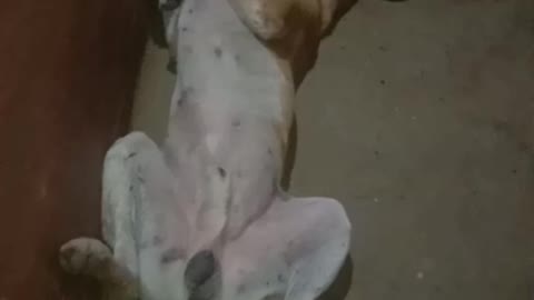 Cute dog dance, and deshi dog sleeping possition.