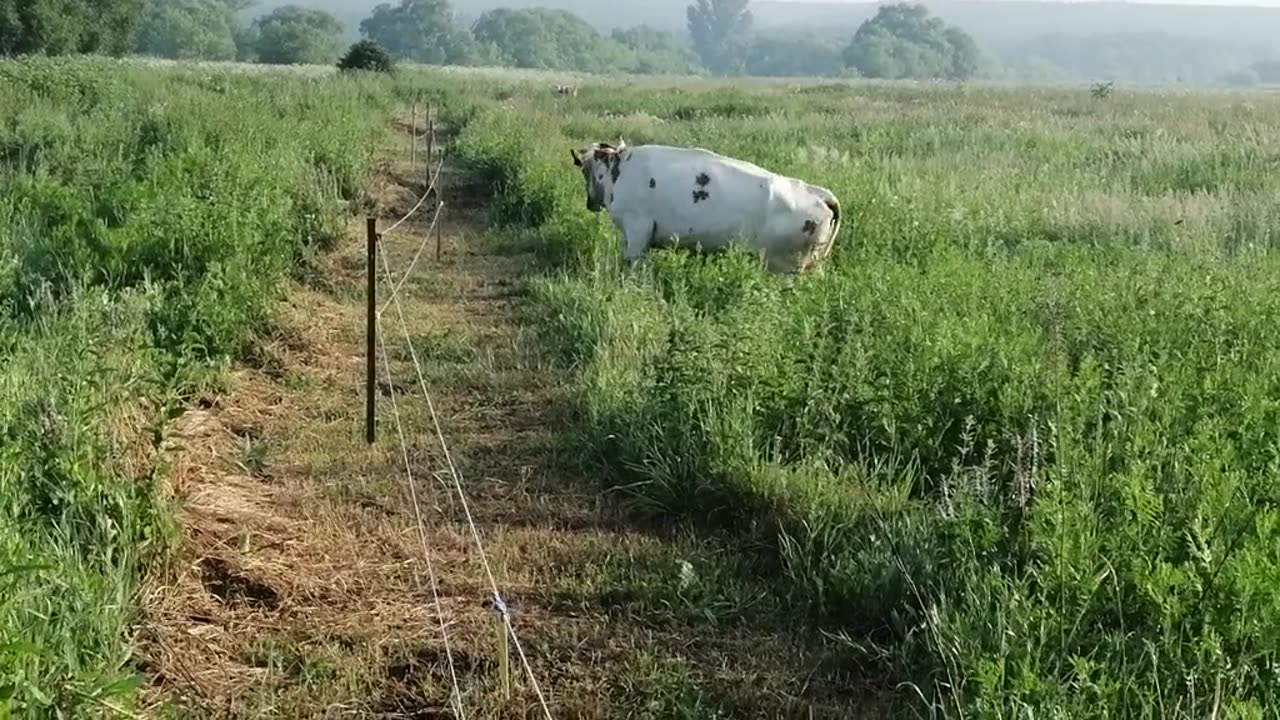 Cow. They are accustomed to electro postuh