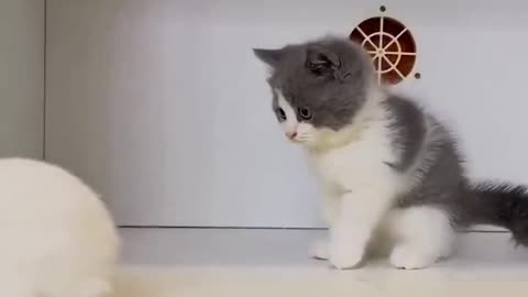 Kitten learns to stand from bunny 🥰🥰