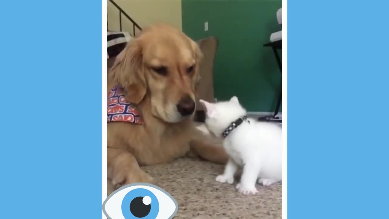 Best Funny Animal Videos Of The 2023 🤣 - Funniest Cats And Dogs Video 😉😍😍😍