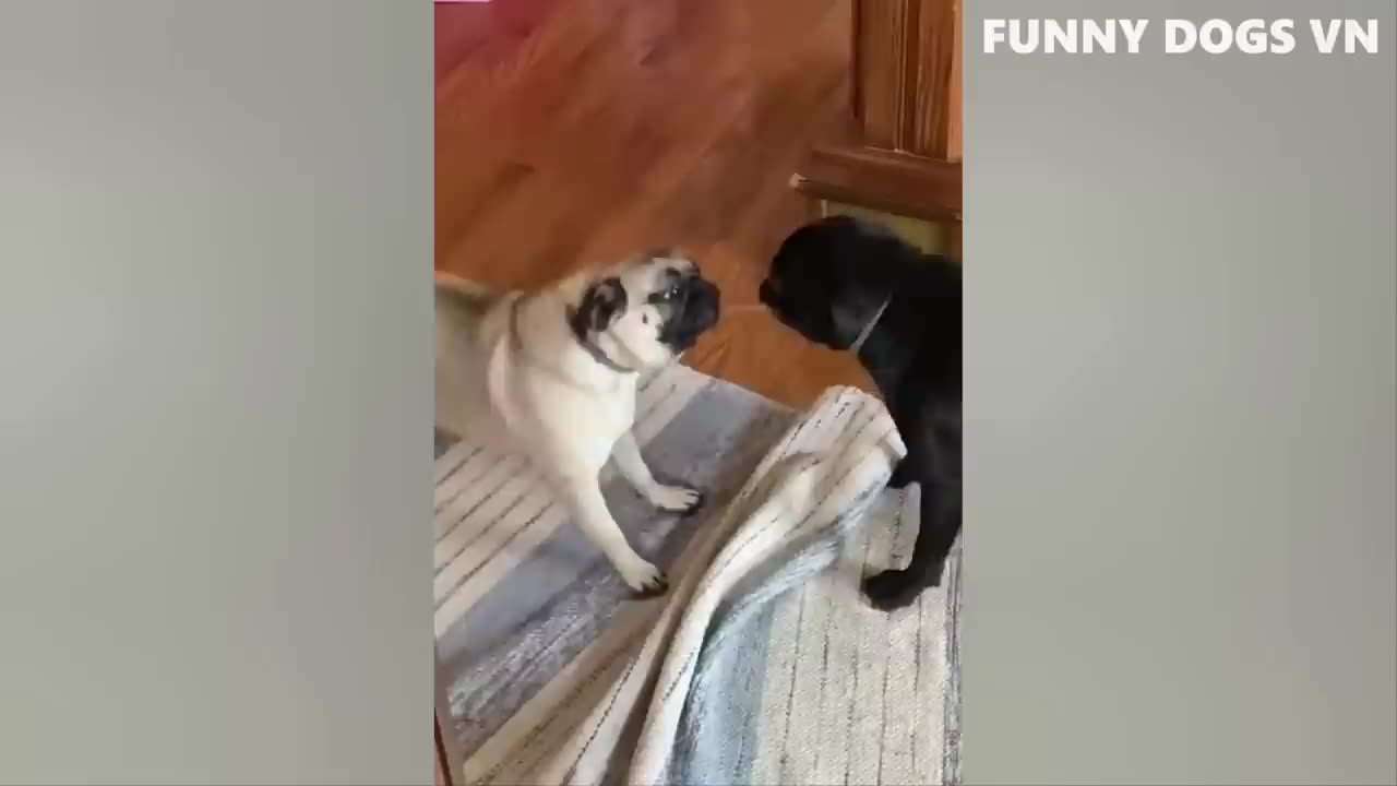 Funniest Dogs And Cats 🐱🐶 Best Funniest Animals Videos 2023