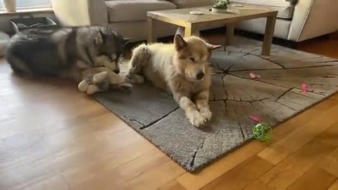 They Protect Pregnant Mum From Intruders! Scary Guard Dogs!!