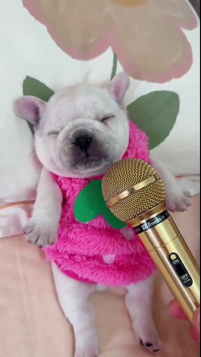 Strangely cute puppy sleep-sound, close-mic with reverb