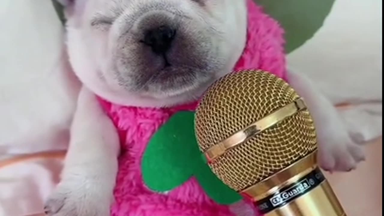 Strangely cute puppy sleep-sound, close-mic with reverb