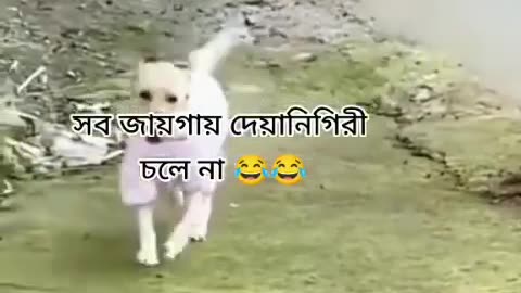 Funny video