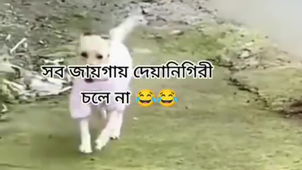 Funny video