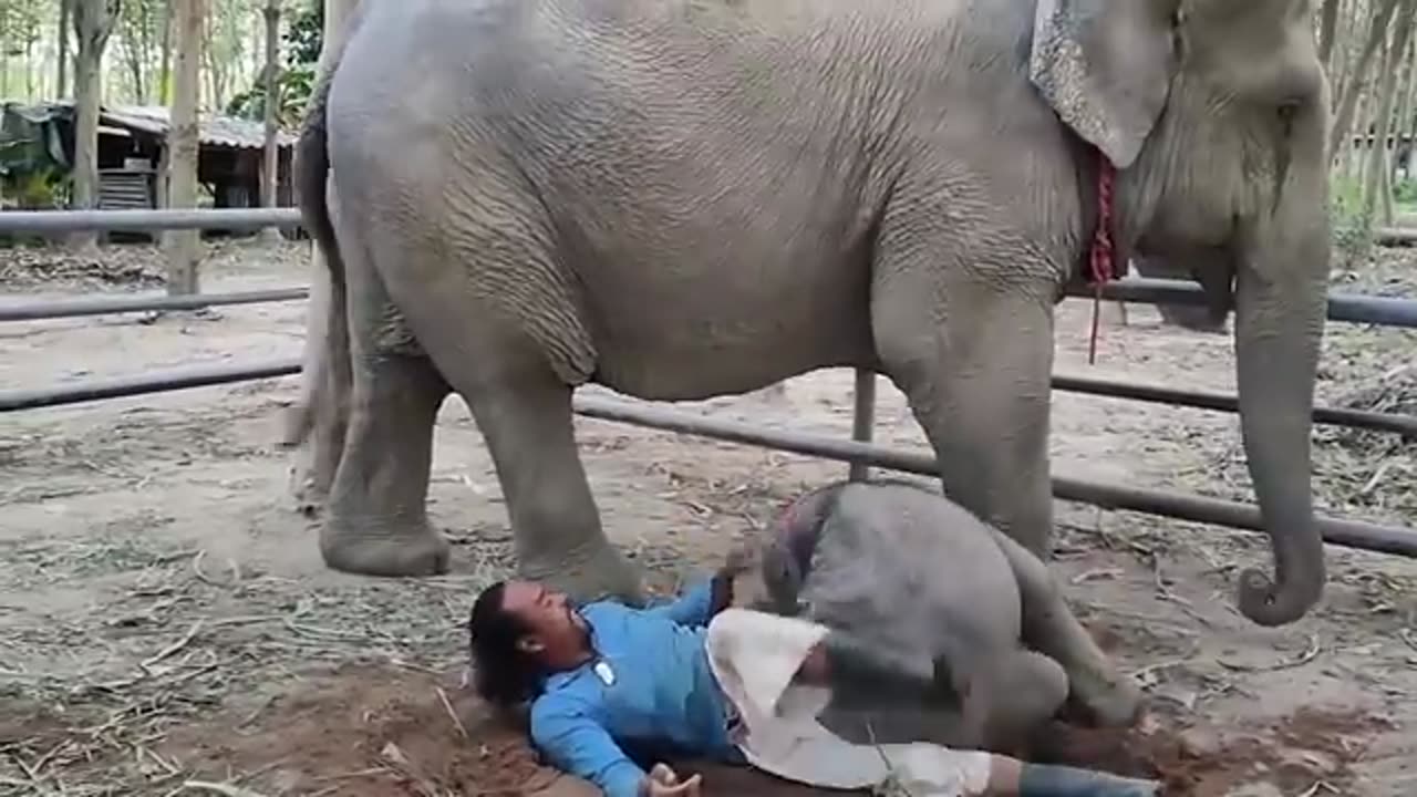 60 interesting Animals moments