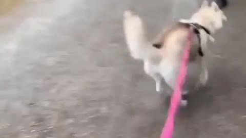 Dog Yowls to Complain While Walking With Owner