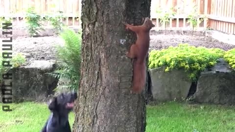 10 Funny Animals Edition