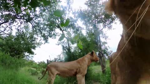 GoPro Awards_ Lion Steals Camera