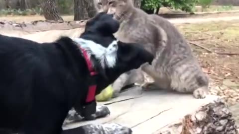 Dogs vs cats