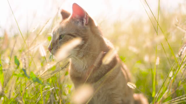 Cat on the sun light moment fun