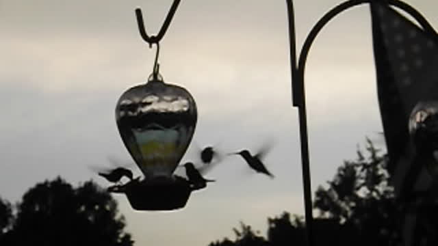 hummingbirds