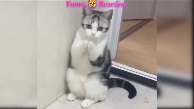 Funny 😻 Cat Viral Clips 🤣 😆 || Cute 😍 Cat #Viral #Clips #Popular