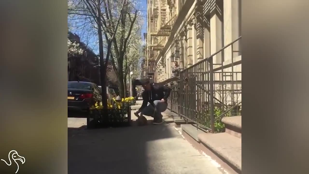 Giant Bunny Loves When He Gets To Go On Walks | The Dodo