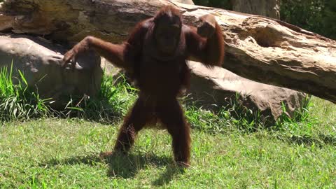 charging from an orangutan