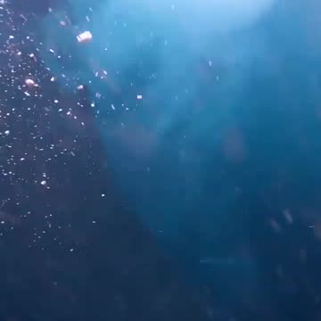 Humpback Giving That Scare