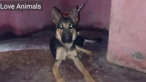 Cute Puppy German shepherd video || Cute Dog video || Love Animals