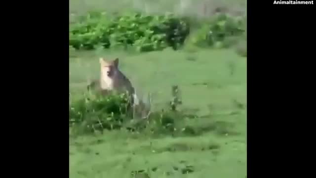 Animal Fighting Videos | Cheetah VS Gazelle | Animal Fights to The Death Video | Animal Wild