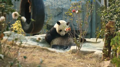 The giant panda