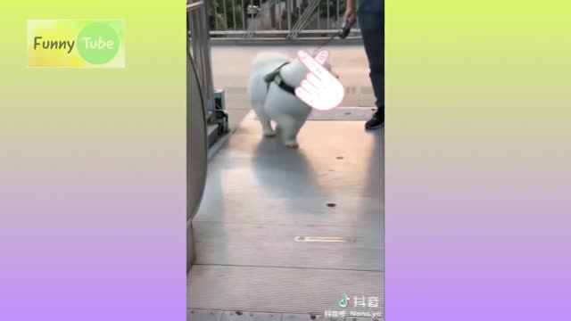 Funny Pet Try not to laugh!
