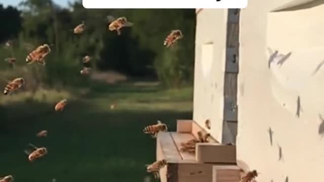 The amazing world of bees!